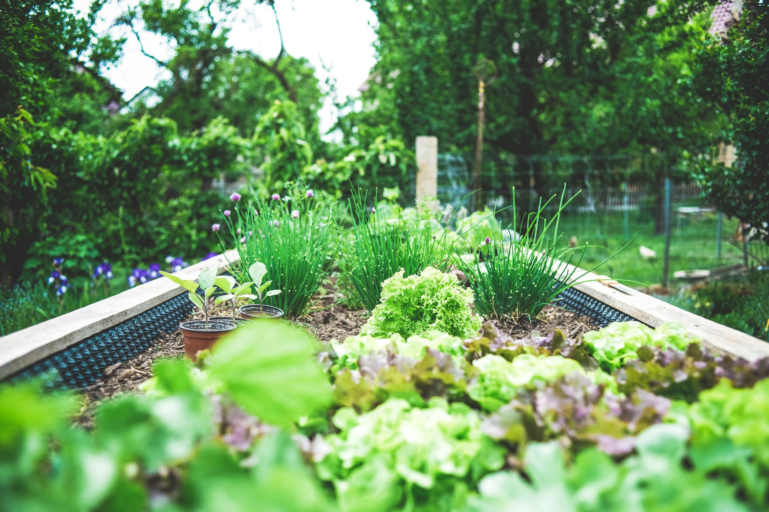 Grow Your Own: Tips for Thriving Vegetable Gardens